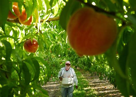 Colorado peaches still ripe for picking, but joys of eating local may vanish